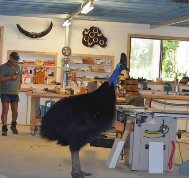 「地表最危險鳥類」大搖大擺走入澳洲木匠工作室。圖／取自dailymail