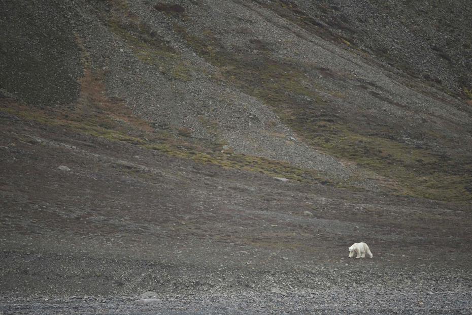 一隻飢餓的北極熊在挪威斯瓦巴群島尋找獵物。 法新社