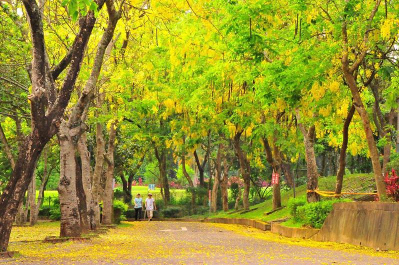 台南阿勃勒每年4到7月盛放，變成黃金雨大道。圖／台南市觀旅局提供