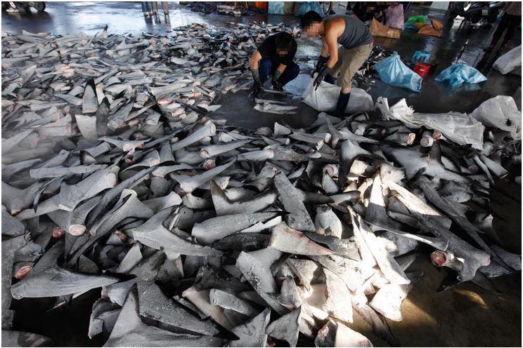 英國鯊魚保育NGO「鯊魚守護者Shark Guardian」公布調查報告，其中發...