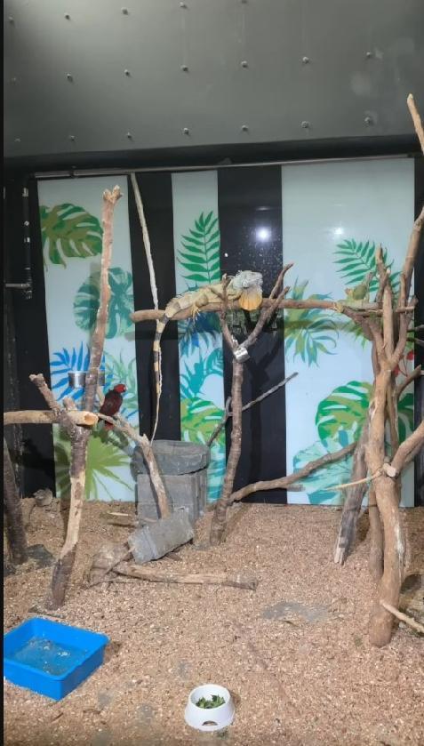 竹市動物園在同一空間飼養爬蟲類與鳥類，市議會議長許修睿提案建議「分居」獲通過。圖／許修睿提供