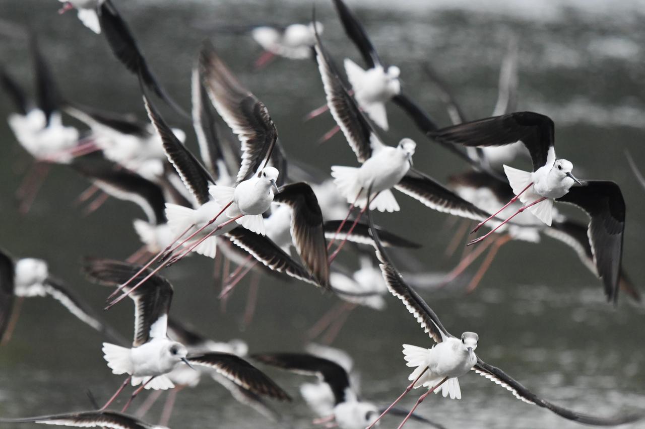 高蹺鴴每年都會抵達金城湖棲息，飛舞景致壯觀。 圖／新竹市政府提供