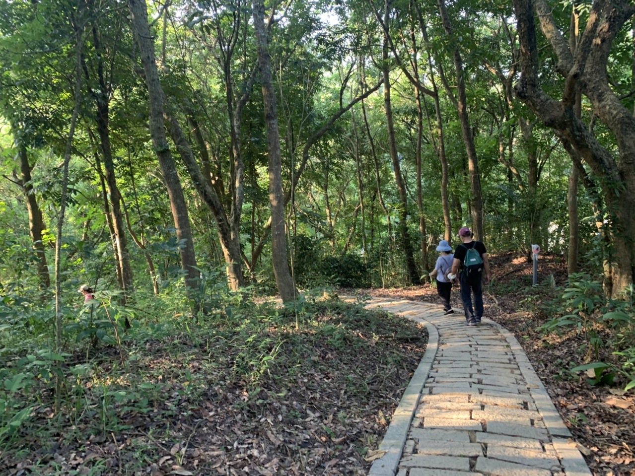 新化林場內四通八達的步道，讓遊客享受森林浴。 圖／吳淑玲 翻攝
