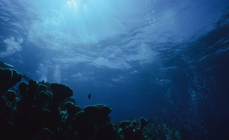 「珍愛藻礁」公投在即！從網路輿情看環境與經濟的兩難。 圖片來源/unsplash