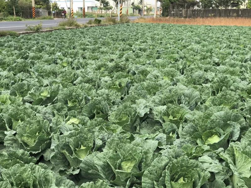 台南市農業局今天發布甘藍超種「紫爆」預警 ，呼籲農民分批種植。圖／農業局提供