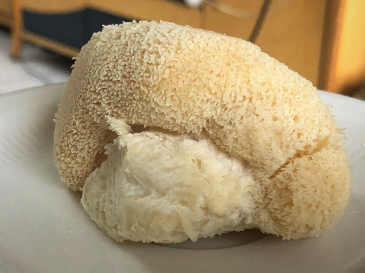 猴頭菇過去因保存不易，多製成乾貨，是高檔素食材料，如今台灣已有生鮮猴頭菇可食用。圖/柯永輝