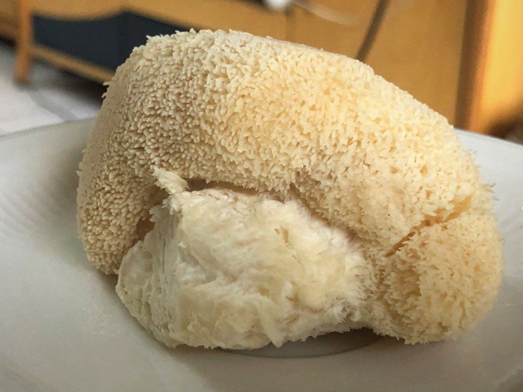 猴頭菇過去因保存不易，多製成乾貨，是高檔素食材料，如今台灣已有生鮮猴頭菇可食用。...