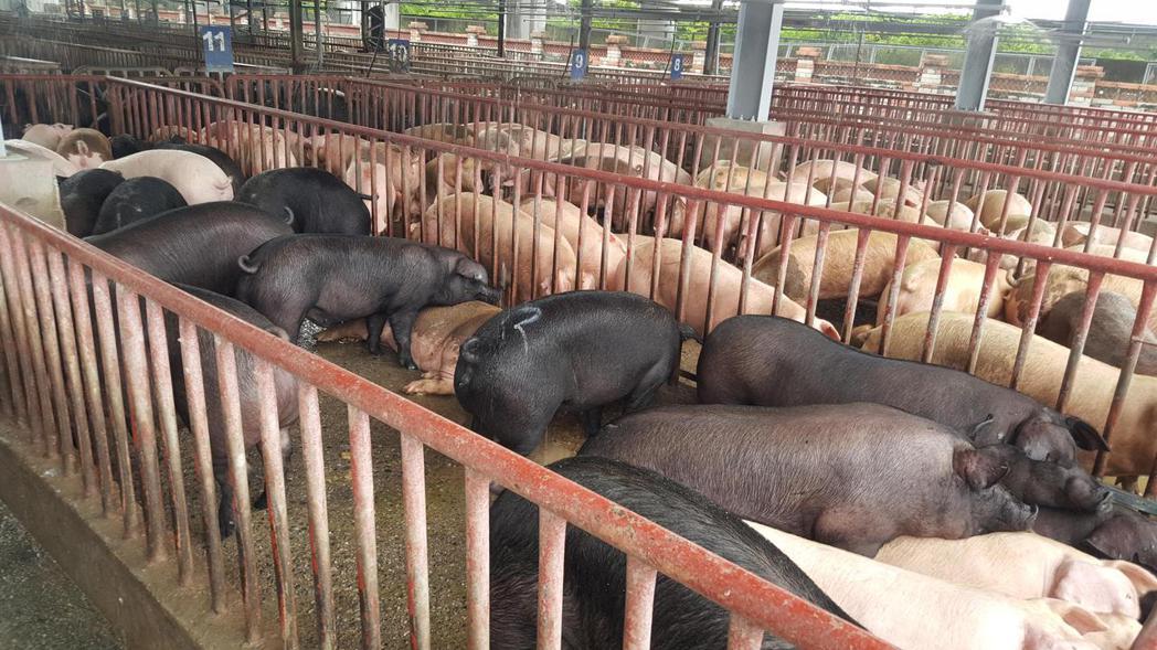 苗栗肉品市場是全台最大的黑毛豬拍賣市場，每天逾半拍賣的是黑毛豬。記者胡蓬生／攝影