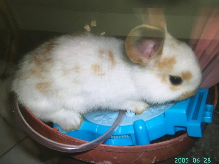 Rabbit曾是我們家最珍愛的毛小孩。圖／敏慧提供