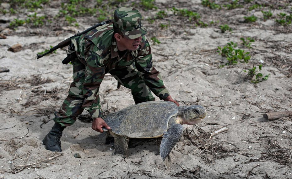 尼加拉瓜海岸週末有數以千計的欖蠵龜產卵，軍隊在現場站哨看守，以防欖蠵龜巢穴遭掠食者破壞。 法新社