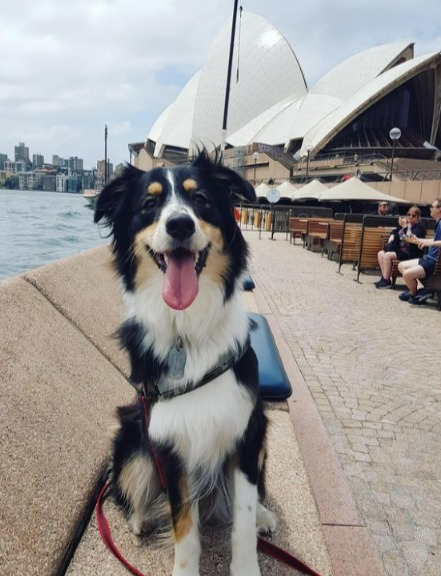雪梨歌劇院斥資千萬聘請狗大隊驅趕海鷗。圖／取自instagram