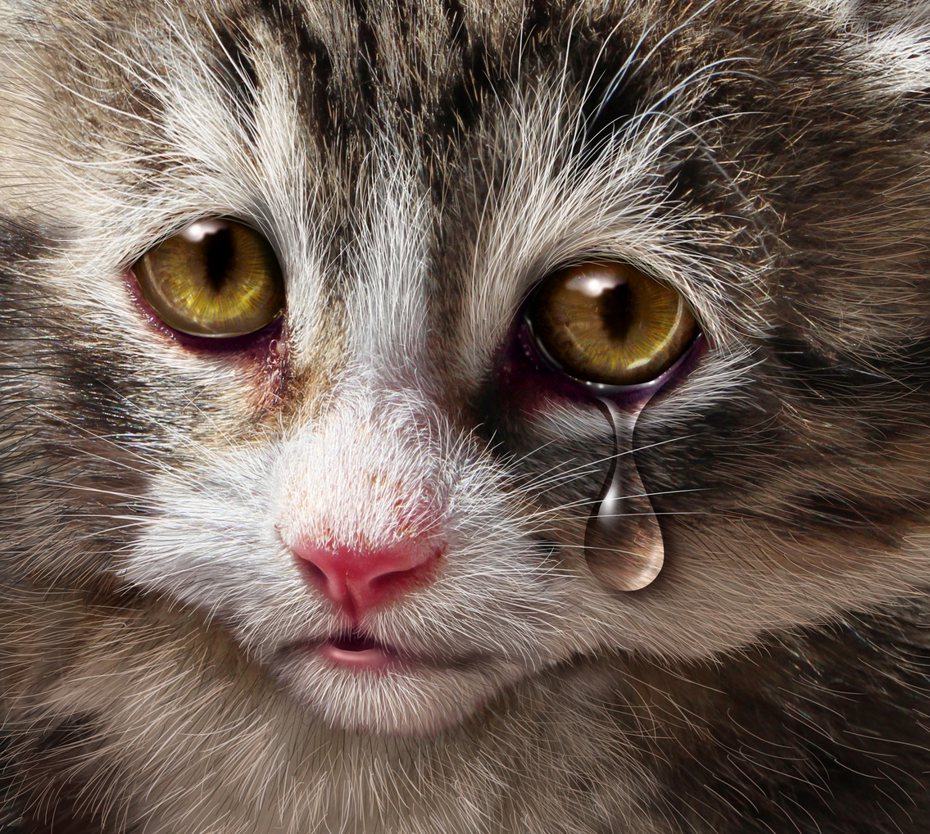 貓咪受虐是會哭哭的。ingimage