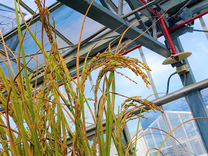 稻桿糖化液可促進水稻生長，已結穗。圖／中興大學提供
