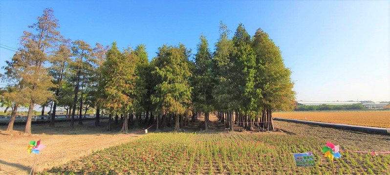 台南六甲落羽松是全台最晚轉色，預計在農曆春節前會達到最美。圖／六甲區公所提供