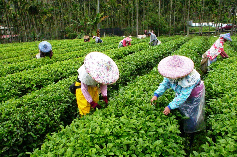 台灣茶葉多次經歷出口衰退，但仍靠著高品質、高單價屢次站穩國際市場。圖為日月潭種植紅茶情形。圖／聯合報系資料照片