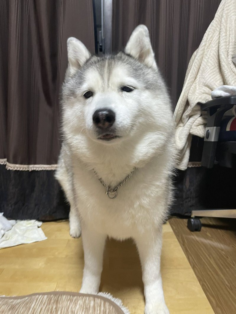 日本一位飼主的狗狗露出哀怨至深的表情，被說有如「星期一憂鬱」一般。圖擷取自twitter