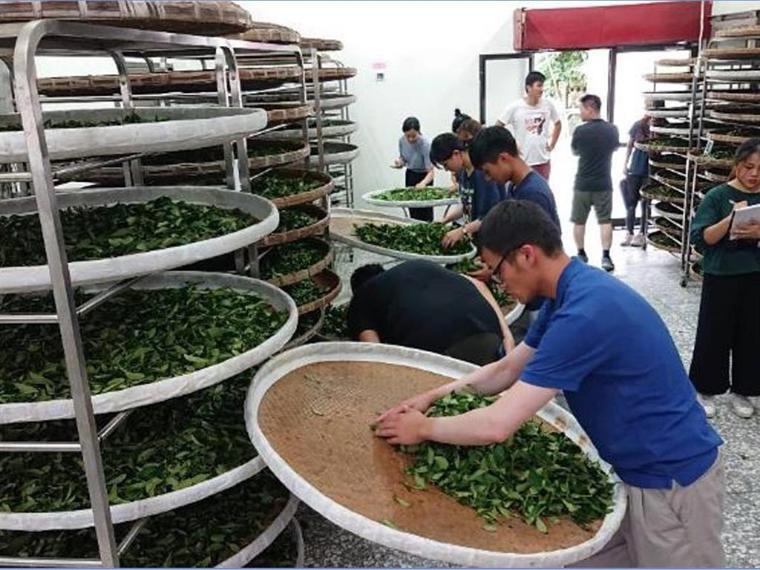 由於東南亞等國家如越南、印尼等地，多年來經引進台灣茶品種、製茶機具及製茶技術仿製...