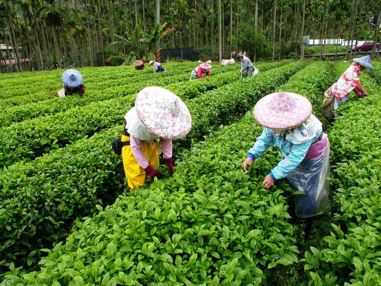 日月潭是台灣紅茶的故鄉，素有台灣香稱號的茶產業，見證百年台灣茶的歷史。 圖／黑中...