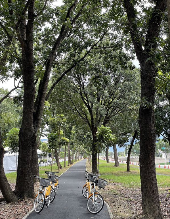 嘉義市世賢路二段的自行車道宛如林蔭大道，景色迷人。 圖／林伯驊 攝影