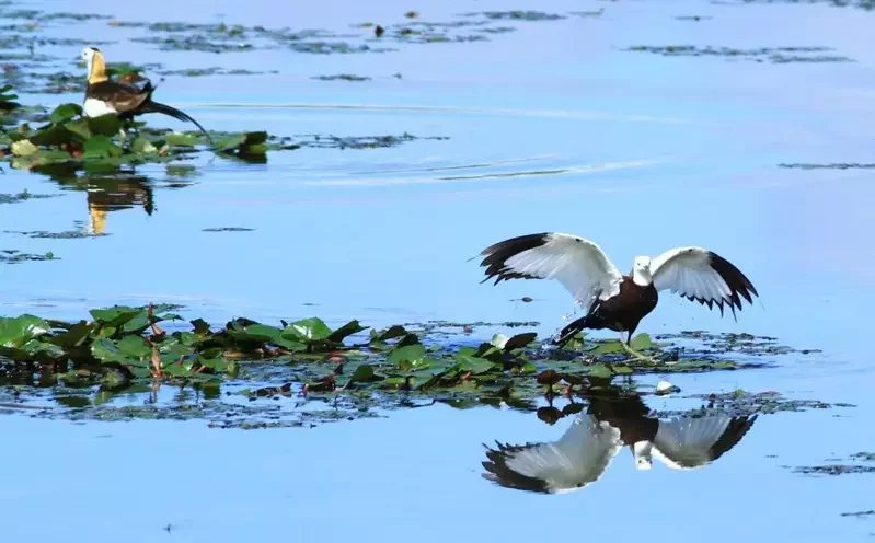 美濃湖畔的水雉生態。
 圖／高市觀光局提供