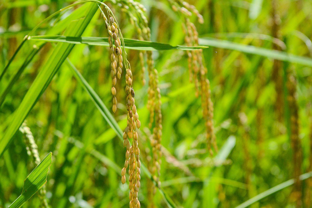 高地米，伊富高梯田在傳統上會栽種的一年一獲、原生白糯米品種。 圖／Karlsto...