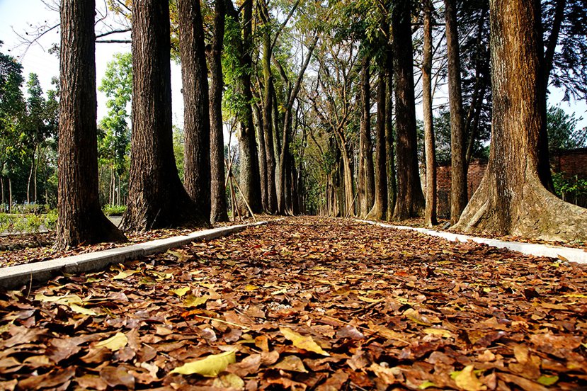 新威森林的桃花心木大道，每逢秋冬葉片轉為黃色與橙色鋪滿地面，浪漫景色吸引遊客絡繹...