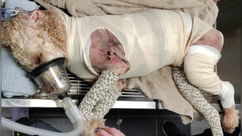 一隻拉布拉多貴賓犬被人惡意火燒。圖取自臉書