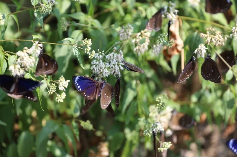 觀光局茂林國家風景區正值紫斑蝶季，茂管處邀民眾前往輕旅行。
 圖／茂管處提供