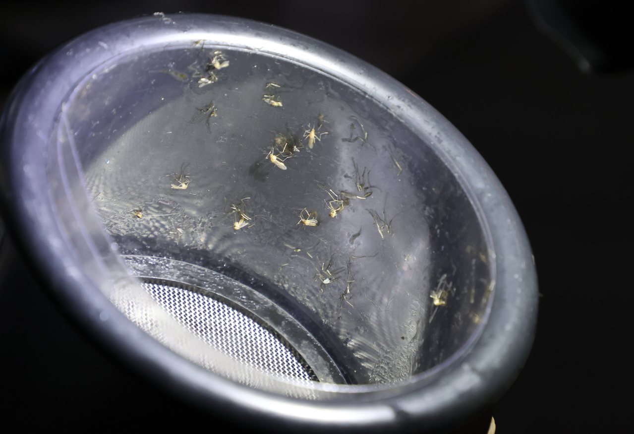 登革熱病媒蚊誘殺桶內捕捉到許多蚊蟲。 圖／曾學仁 攝影