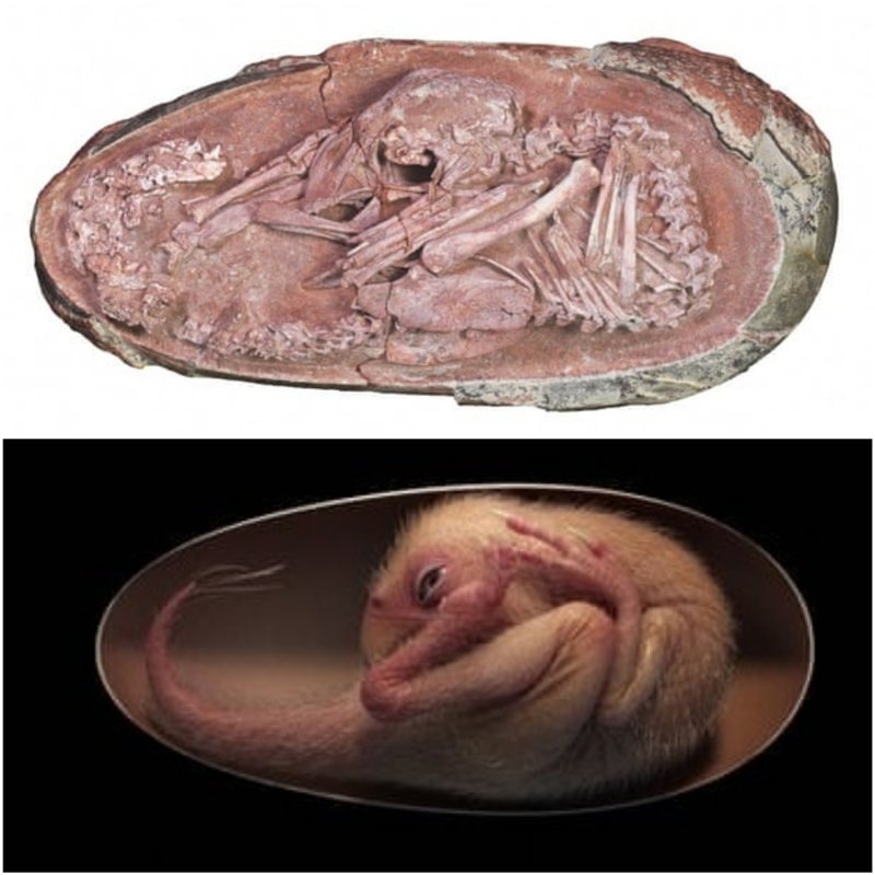 科学家宣布发现6600万年前且保存完好的「恐龙胚胎」化石，该胚胎正准备像鸡一样从蛋中孵化，相当罕见。法新社(photo:UDN)