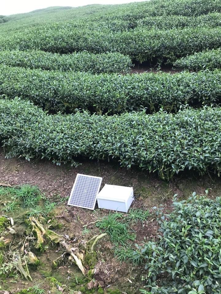 物聯網智慧監測系統能收集茶園天候環境，藉此掌握茶葉生長情況。圖／敏實科大提供