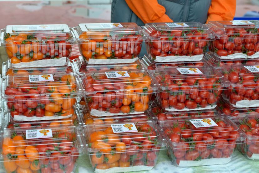 小蕃茄的品種眾多，挑選時優先可從「蒂頭」判斷新鮮度。 圖／苗栗縣政府提供
