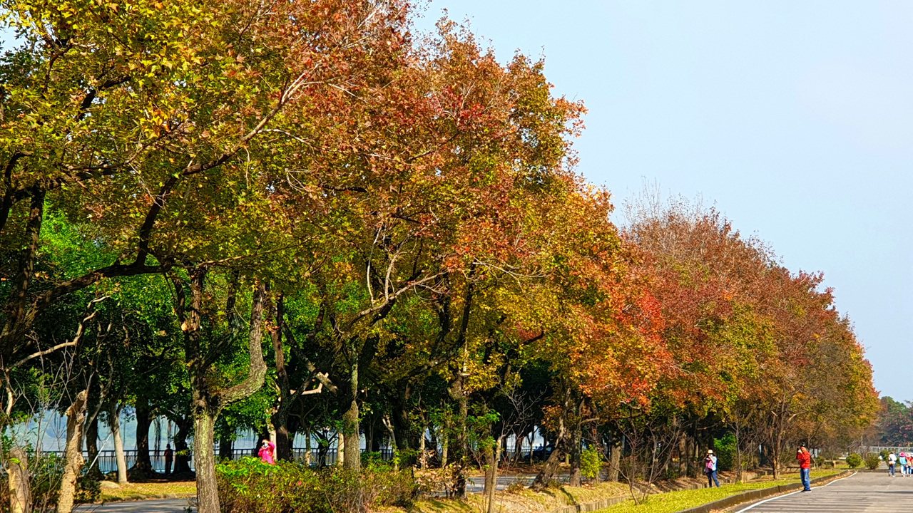 石門水庫南苑停車場的槭楓已變色。 圖／鄭國樑 攝影