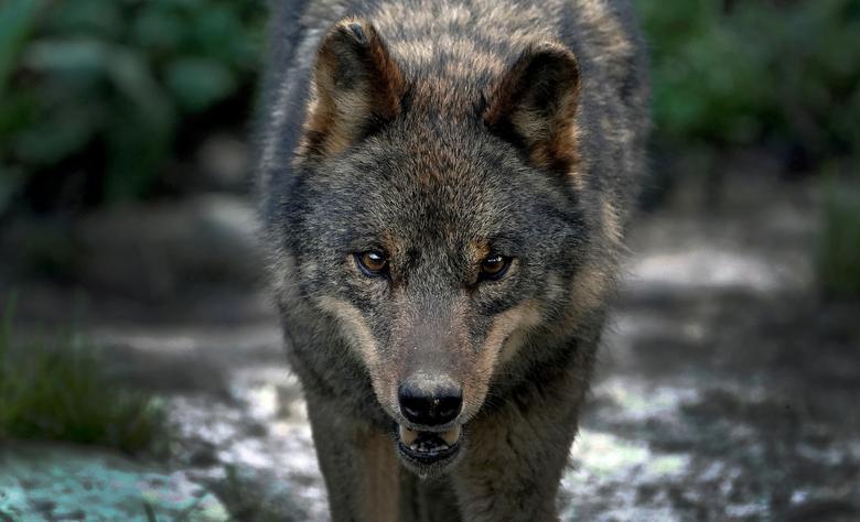 法国南部的Trois Vallees动物园上周惊传有狼群脱逃事件。狼的示意图。路透(photo:UDN)
