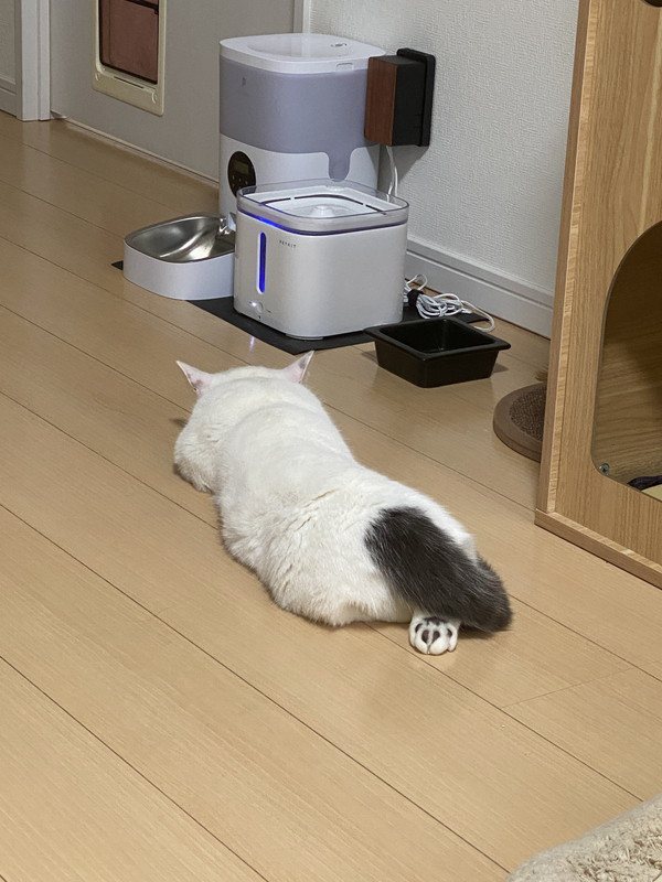 貓咪即使想吃飯，仍不捨離開溫暖的地板，在食物前止步。圖取自推特