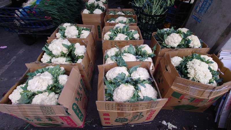 白花椰菜即將進入盛產期，彰化縣溪湖鎮果菜公司將啟動保價收購機制。記者簡慧珍／攝影
