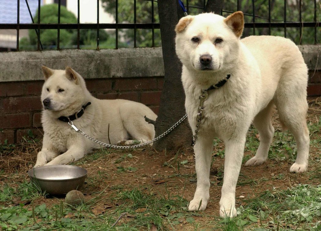 圖為2003年，全斗煥的貪腐財產被法院法拍，連兩隻韓半島的特有品種珍島狗都被拍賣...