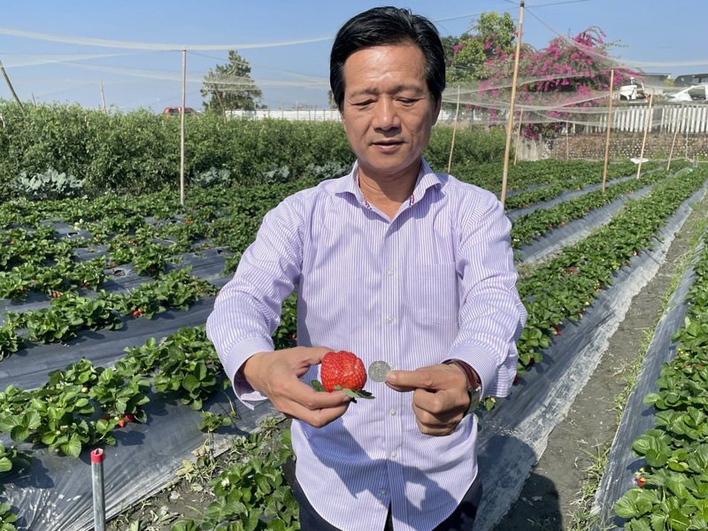 雲林林內鄉長張維崢展示又大又紅的林內草莓。記者陳苡葳／攝影