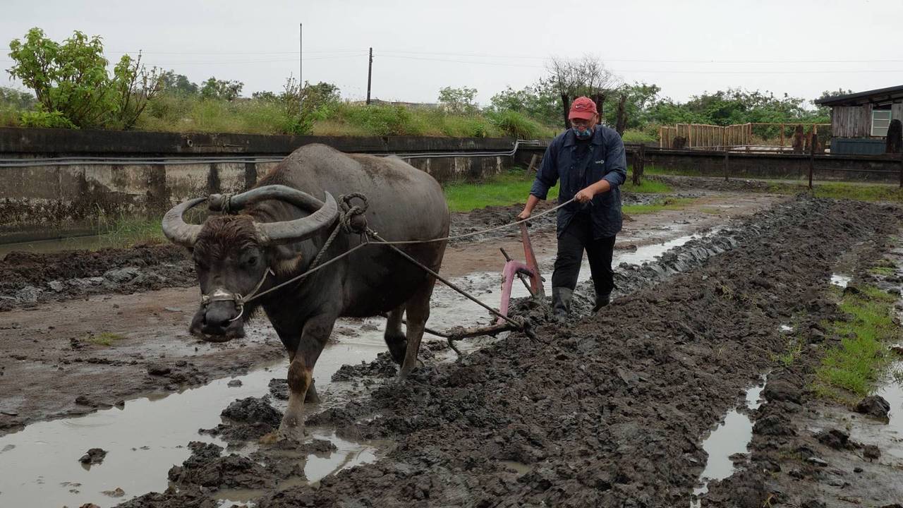 到宜蘭壯圍鄉的牛頭司學堂體驗農場，可回味農村生活的耕牛犁田。 圖／縣政府提供