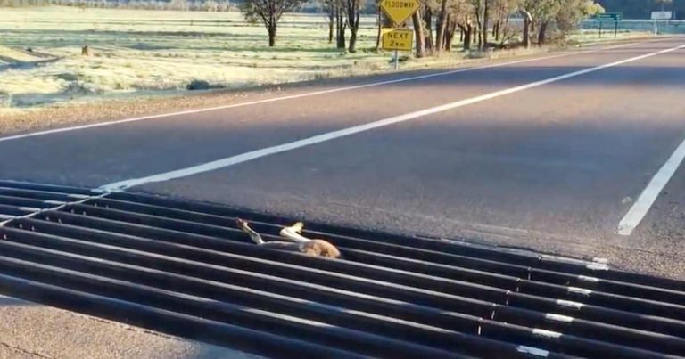 男開車看見袋鼠倒栽蔥卡在地面路障。圖／取自youtube