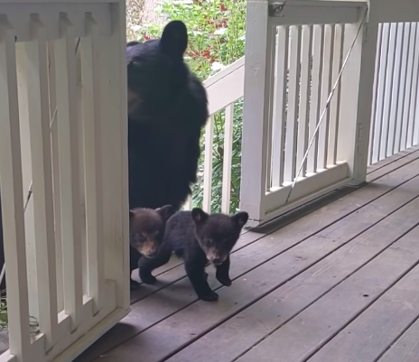 熊媽媽帶2隻新生熊寶寶來跟人類朋友拜碼頭。圖／取自youtube