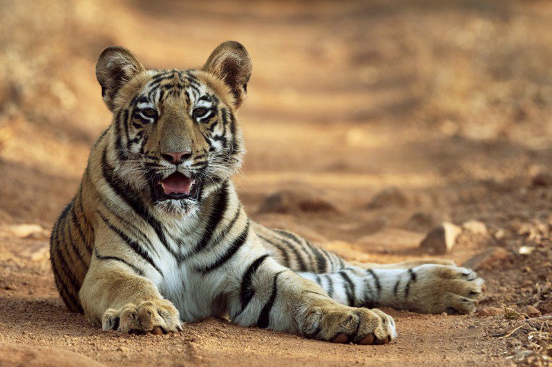 印度老虎保育機構表示，2021年有126隻老虎死亡，創下從10年前開始收集數據以來的新高。示意圖／ingimage