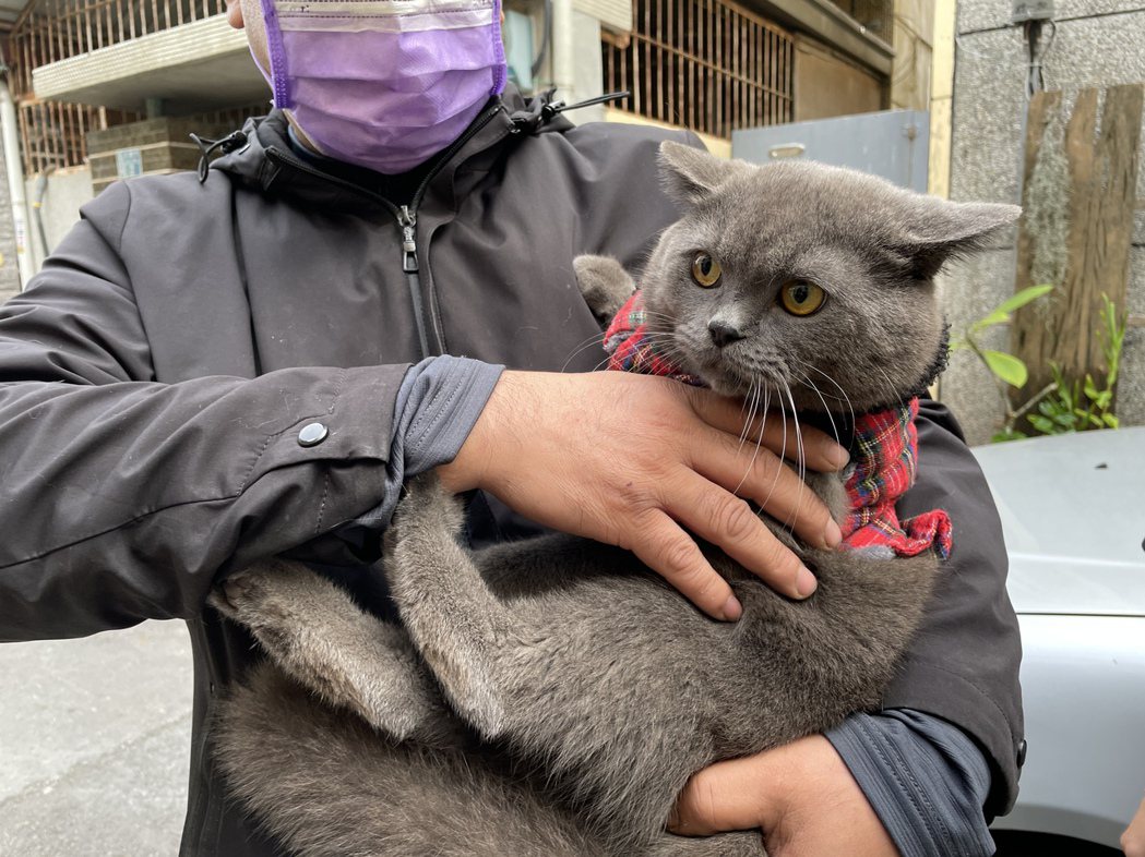 江先生今天抱著找回的愛貓，表示狀況正常。記者林伯驊／攝影