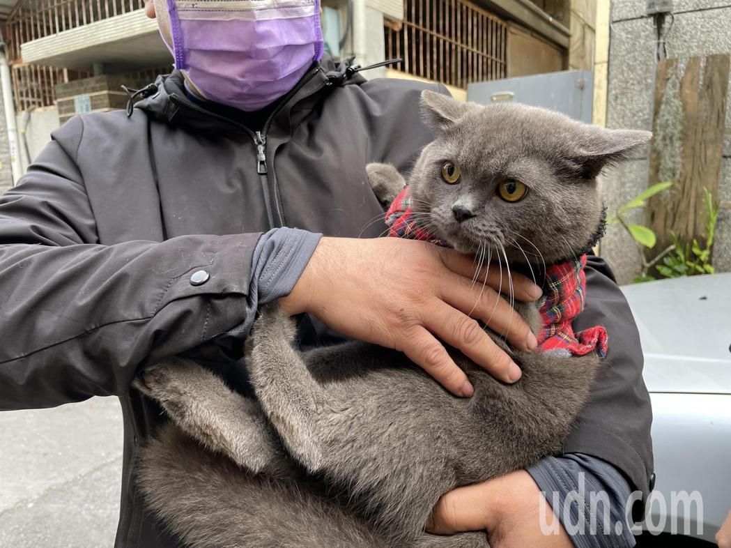 江先生昨天晚間懸賞50萬找愛貓，今上午他證實養的英國短毛貓，已經自行回家。記者林伯驊／攝影