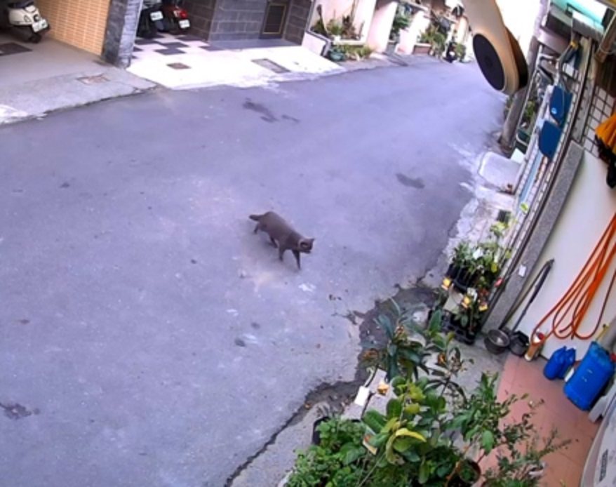 江先生提供監視器畫面，證明他的愛貓「弟弟」今上午自行走回家。圖／江先生提供