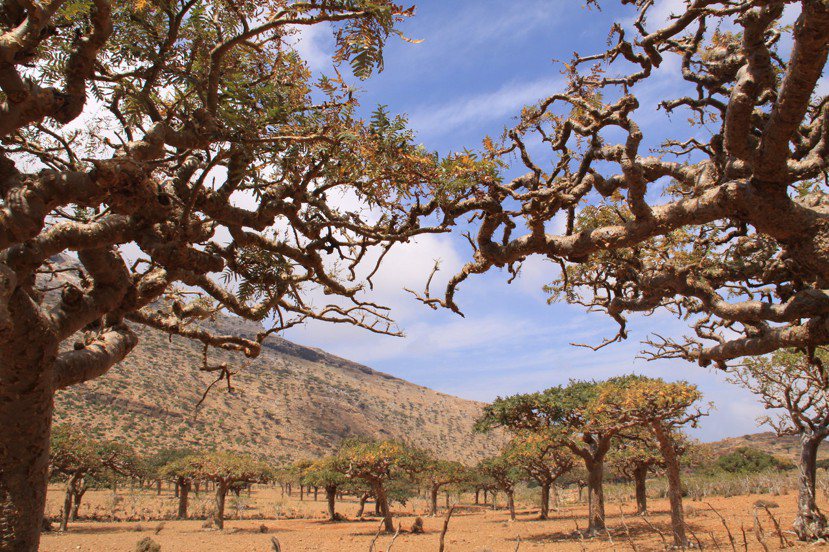 北非阿拉伯半島附近Boswellia carterii乳香樹，乳香從古至今都是神...