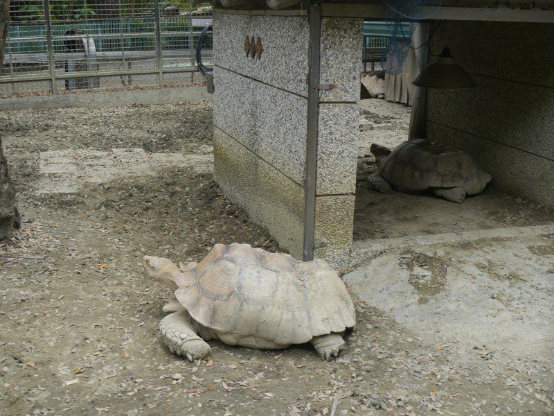高雄壽山動物園正進行改造，園區內動物日常生活不受影響。圖／聯合報系資料照