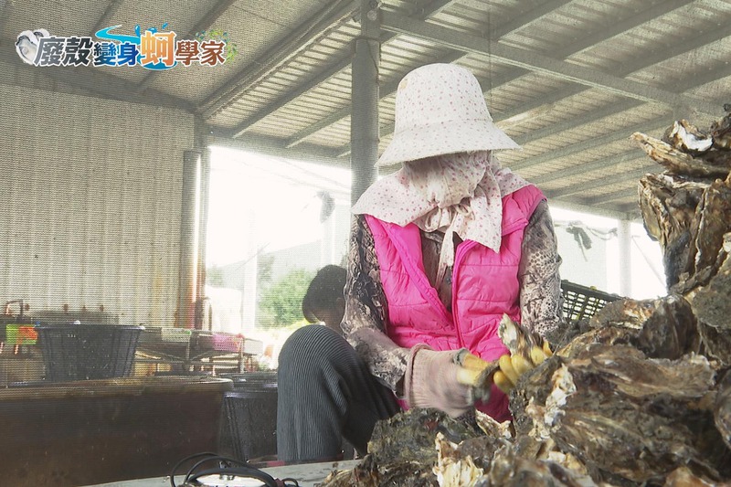 台灣每年平均約產生16萬公噸廢棄牡蠣殼，未妥善處理的部分高達2萬多公噸，其中四成用在飼料，其餘是堆肥和育苗栽培，經濟產值還是不高。記者王彥鈞／攝影