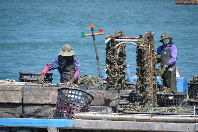 台南市牡蠣養殖產業面臨成本增加，氣候環境的挑戰，正走在十字路口。記者鄭惠仁／攝影
