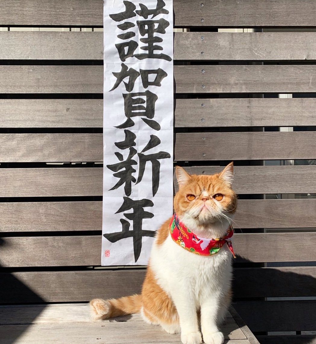 麻糬現在已經是人氣貓咪。圖／摘自推特
